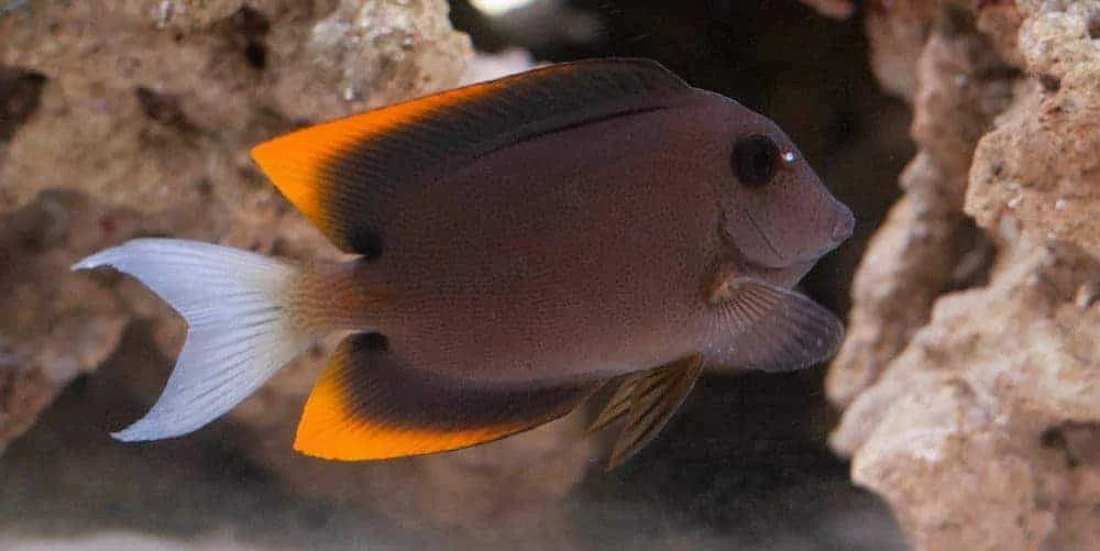 Tomini Tang (Ctenochaetus tominiensis) Flame Fin Bristletooth saltwater fish - side profile in reef tank