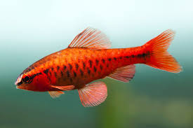 Cherry Barb (Puntius titteya) freshwater fish - red male showing full color