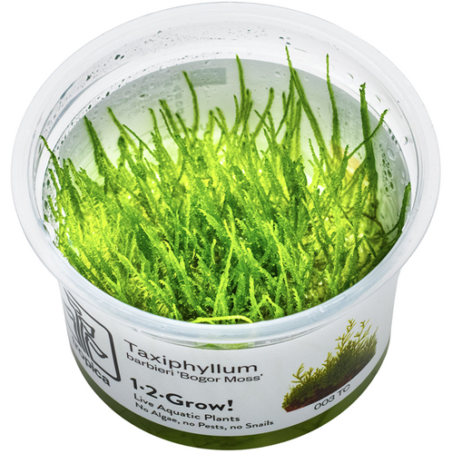Java Moss (Taxiphyllum barbieri) tissue-culture cup, live freshwater aquarium moss