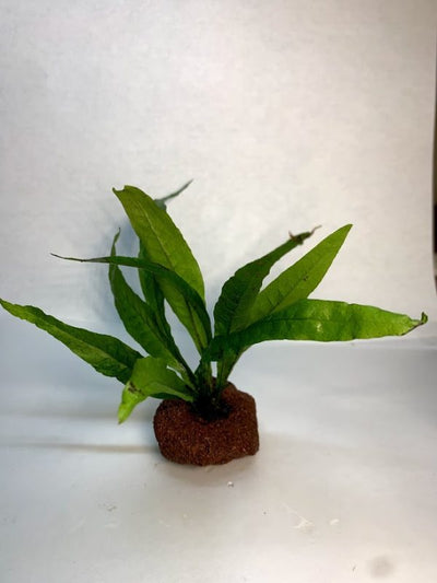 Java Fern (Microsorum pteropus) attached to lava rock, a live freshwater aquarium plant