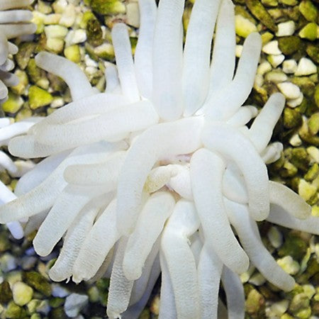 Condylactis Anemone (Condylactis gigantea) saltwater anemone - white tentacles closeup