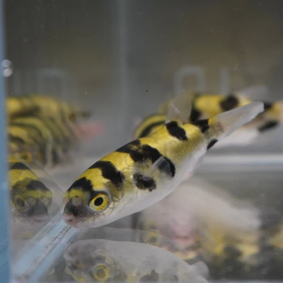 Amazon Puffer (Colomesus asellus) with banded yellow and black body, live freshwater puffer fish