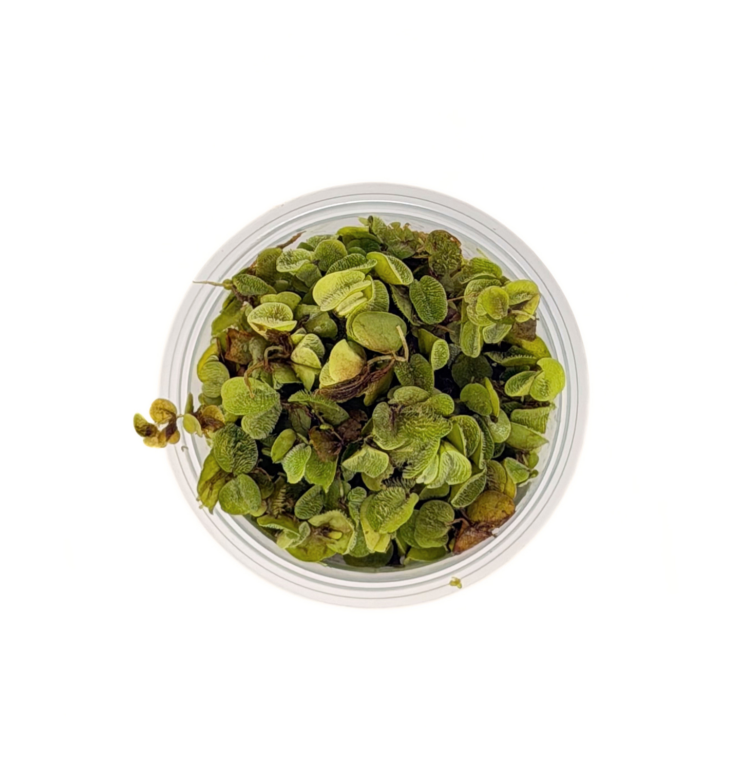 Salvinia minima floating fern, top view of the leaves in a portion cup