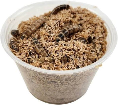 Cup of live super worms in bran bedding, Zophobas morio feeder insects