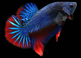 Super Giant Shortfin Halfmoon Male Betta (Betta splendens) - blue and red metallic body with full halfmoon tail spread