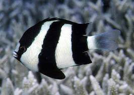 Three Stripe Damselfish (Dascyllus aruanus) saltwater reef fish, black-and-white striped damsel