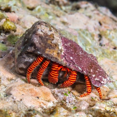 Halloween Orange Band Hermit Crab (Ciliopagurus strigatus) saltwater reef invertebrate - orange-and-red striped legs