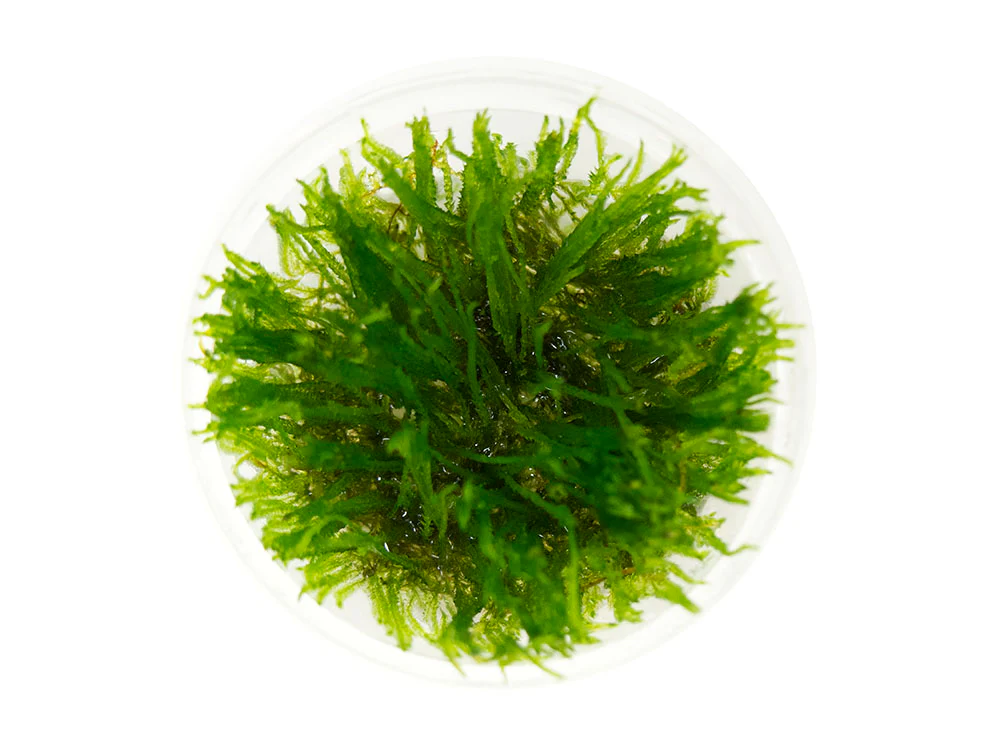 Spiky Moss (Taxiphyllum 'Spiky') tissue-culture cup, live freshwater aquarium moss