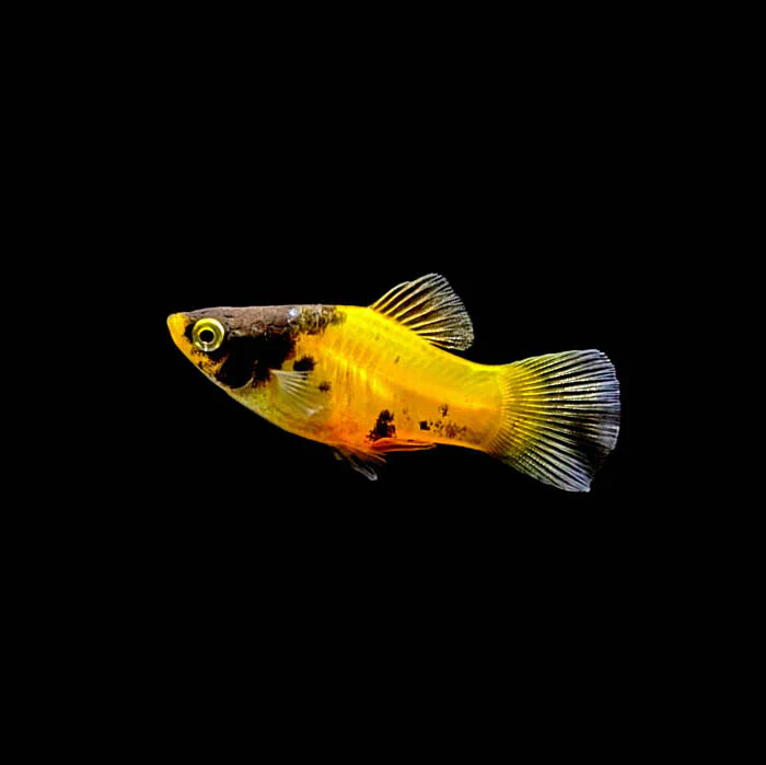 Bumble Bee Platy (Xiphophorus maculatus) freshwater livebearer - yellow body with black markings