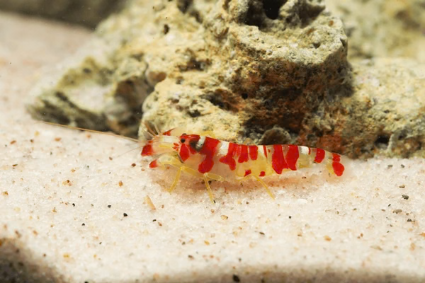 Candy Cane Pistol Shrimp (Alpheus randalli) red and white banded reef shrimp on sand
