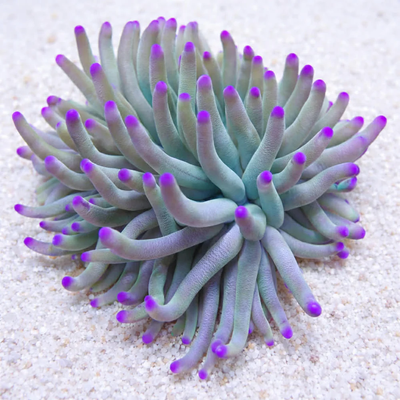 Purple Tip Anemone (Condylactis gigantea) saltwater anemone - green tentacles with violet tips on sand