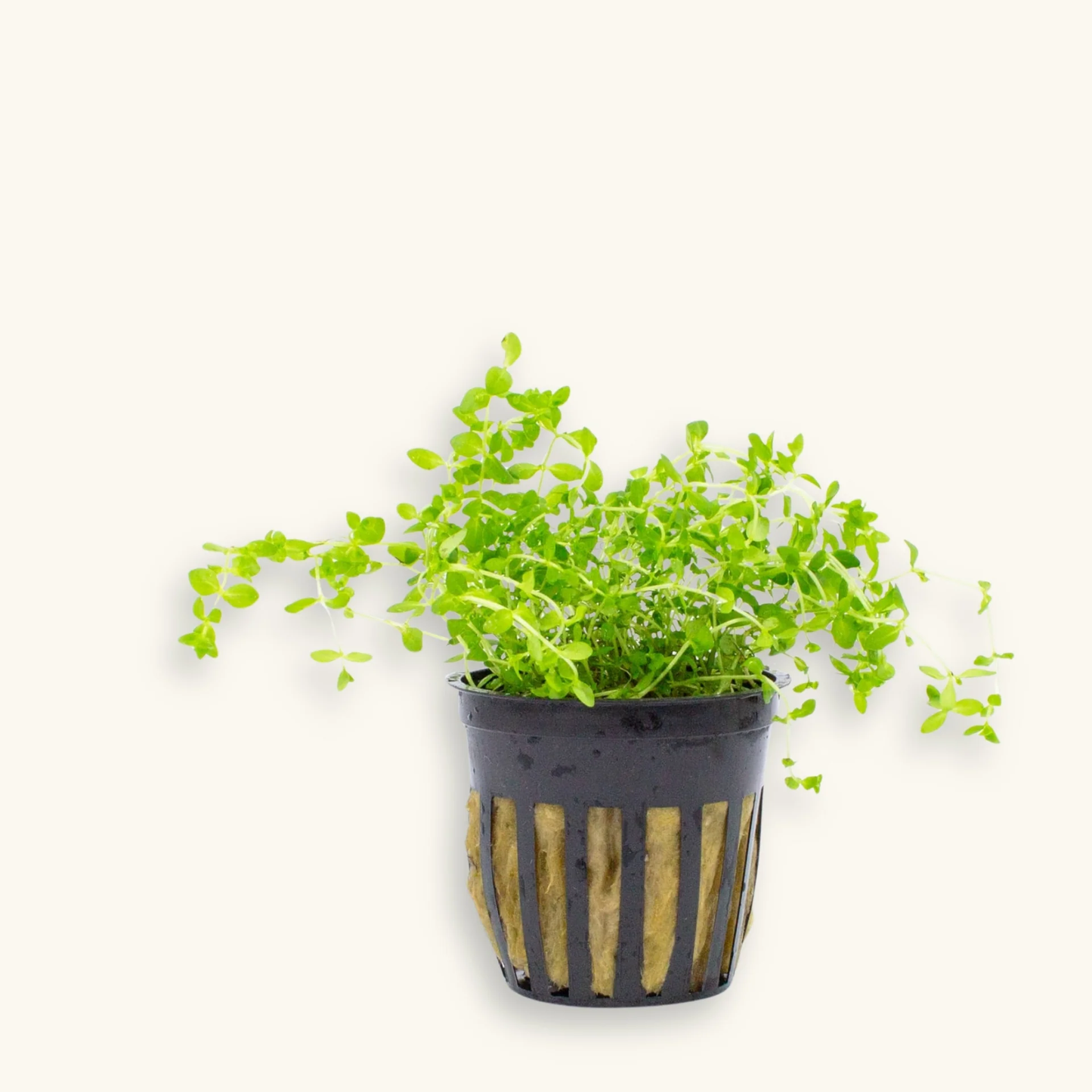 Pearl Weed (Micranthemum micranthemoides) potted live freshwater aquarium plant