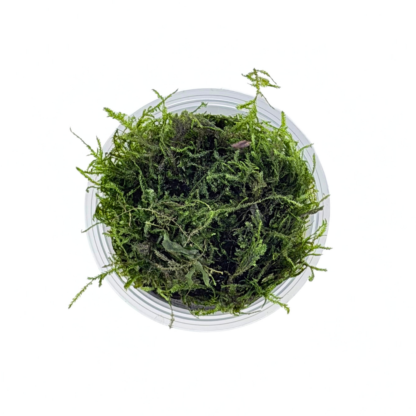Peacock Moss (Taxiphyllum sp. Peacock), top view of the fronds in a portion cup