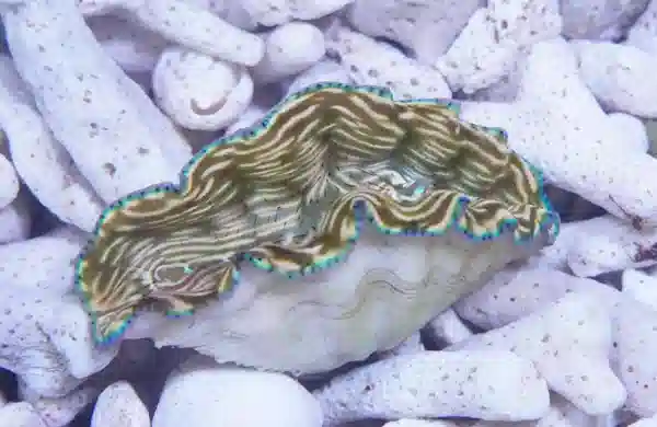 Derasa Clam (Tridacna derasa) saltwater giant clam - striped mantle with blue rim