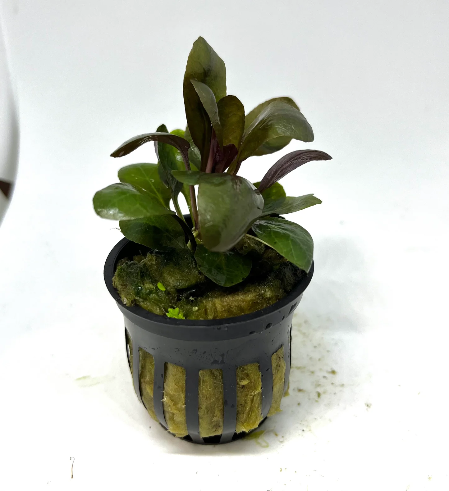 Cardinal Plant (Lobelia cardinalis) potted live freshwater plant with rounded green and bronze leaves