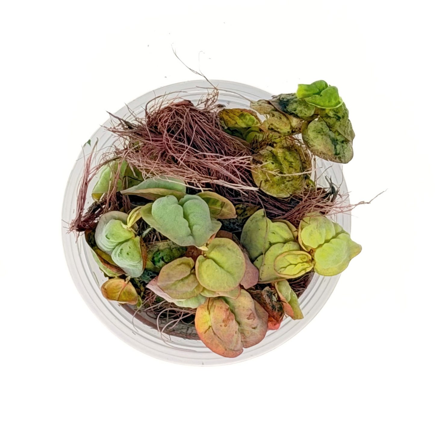 Red Root Floater (Phyllanthus fluitans) showing red roots and green floating leaves