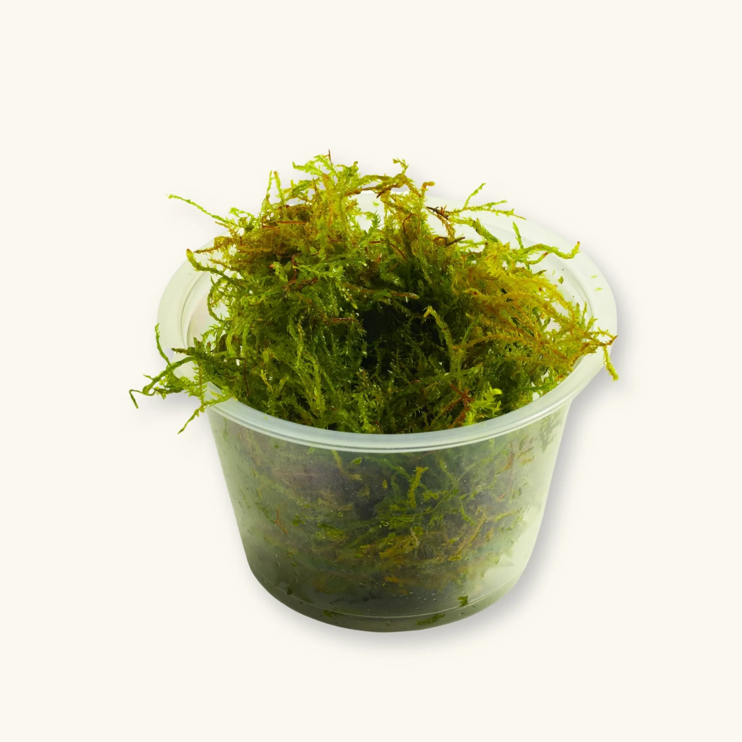 Vesicularia ferriei Weeping Moss tissue culture cup - freshwater aquarium moss