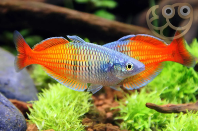 Boesemani Rainbowfish (Melanotaenia boesemani) freshwater fish, blue-purple front fading to orange rear