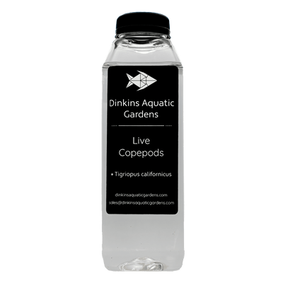 Dinkins Aquatic Gardens live Tigriopus copepods (Tigriopus californicus) bottle, reef live food for mandarins