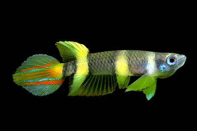 Clown Killifish (Epiplatys annulatus) male - live freshwater nano surface fish with banded body