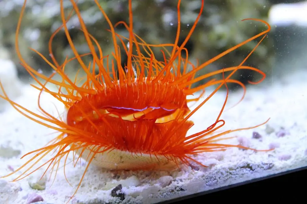 Electric Flame Scallop (Ctenoides ales) live saltwater file clam disco clam - flame-orange tentacles with electric purple light strip