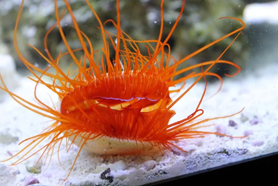 Electric Flame Scallop (Ctenoides ales) live saltwater file clam disco clam - flame-orange tentacles with electric purple light strip