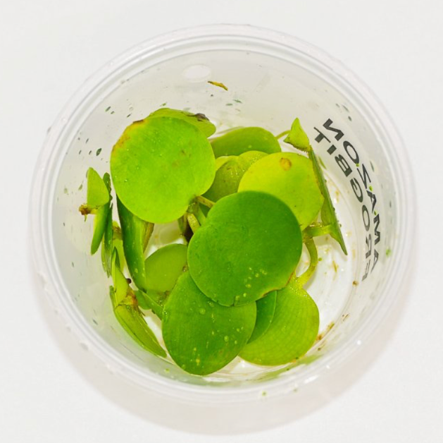 American Frogbit (Limnobium spongia) freshwater floating plant portion cup