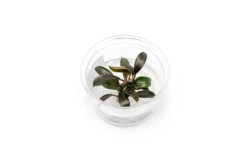 Bucephalandra Kapuas Brownie Ghost — Tissue Culture | Freshwater
