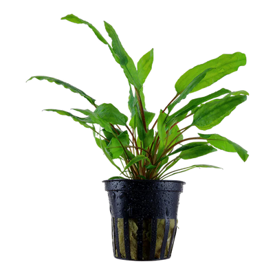 Crypt Wendtii Green (Cryptocoryne wendtii 'Green') potted live freshwater aquarium plant with wavy green leaves