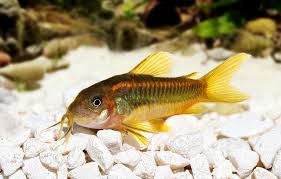 Orange Laser Corydoras (Corydoras sp. CW010) freshwater armored catfish - bronze body with vivid orange lateral stripe