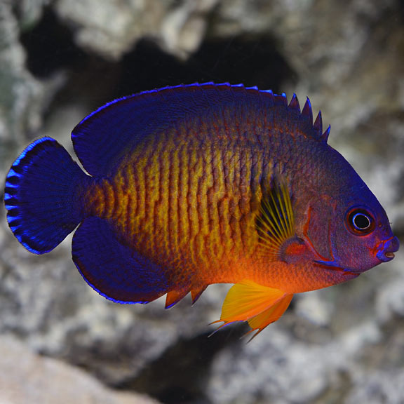 Coral Beauty Angelfish (Centropyge bispinosa) saltwater dwarf angel, reddish-orange body with blue barring