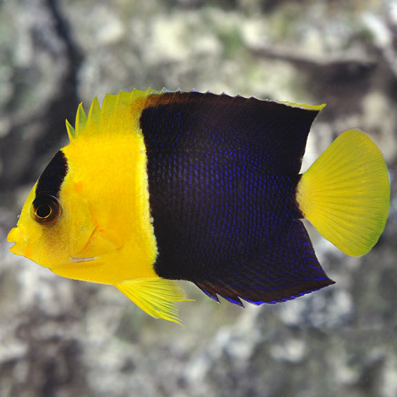 Angelfish Bicolor - Medium