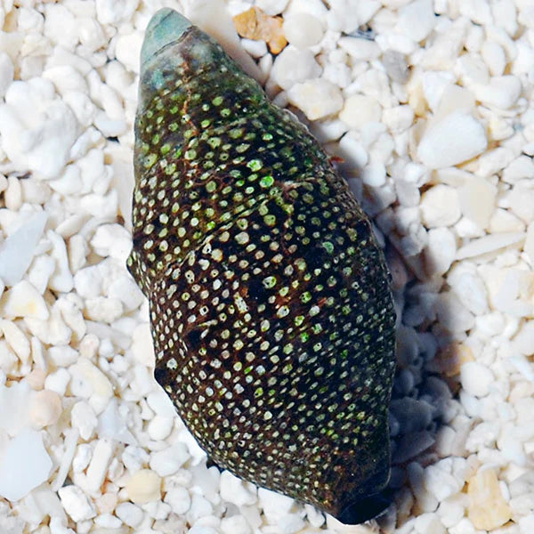 Cerith Snail (Cerithium spp.) live saltwater reef cleanup crew snail