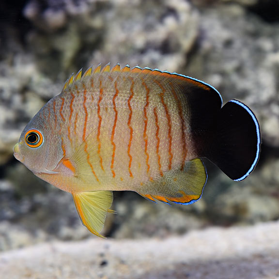 Eibli Angelfish (Centropyge eibli) saltwater fish