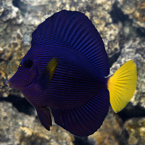 Purple Tang (Zebrasoma xanthurum) saltwater reef fish - deep purple body with bright yellow tail