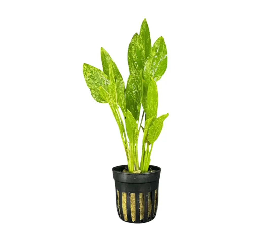 Marble Queen Radican Sword (Echinodorus cordifolius) potted freshwater aquarium plant with variegated leaves