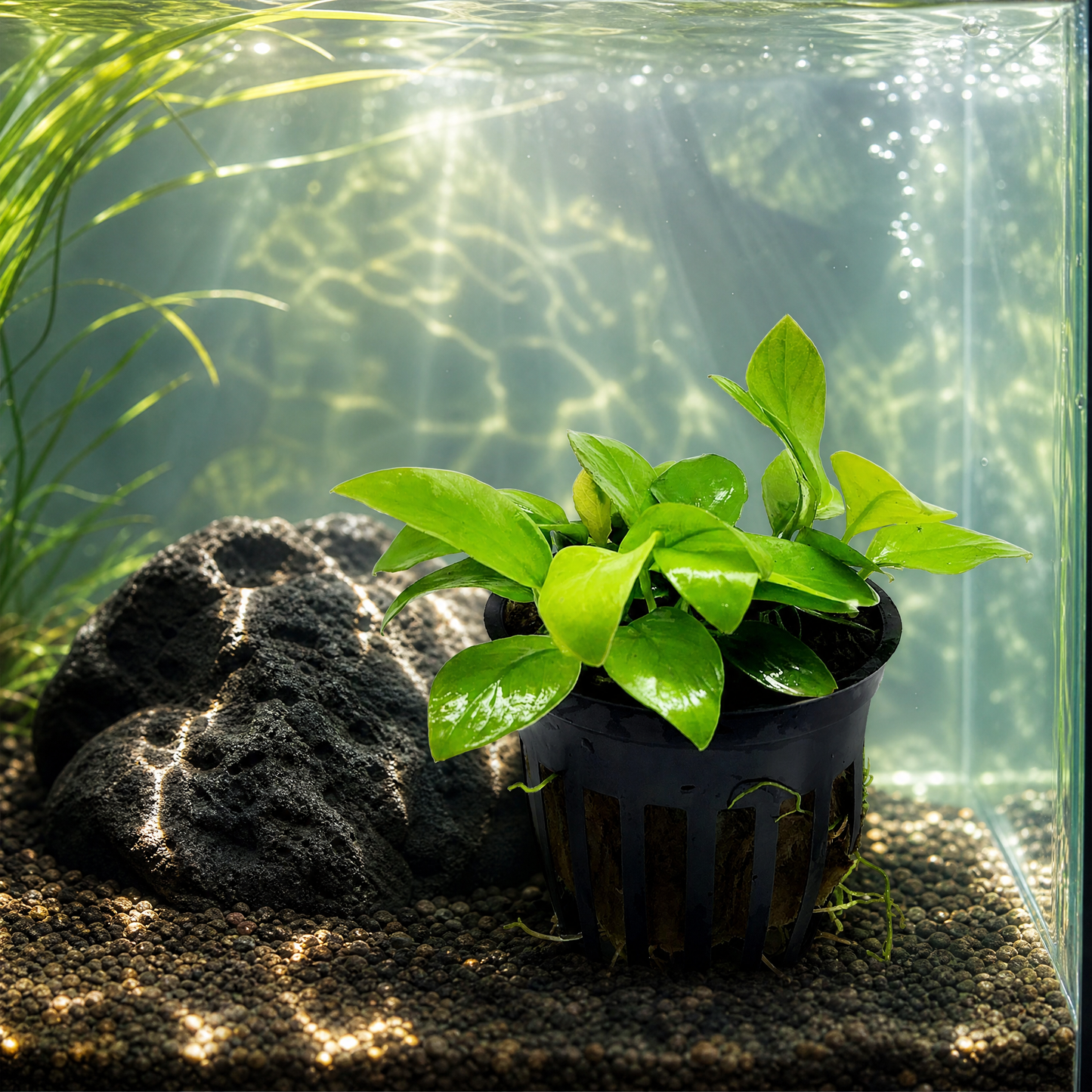 Anubias Nana (Anubias barteri var. nana) potted live freshwater aquarium plant with broad dark green leaves