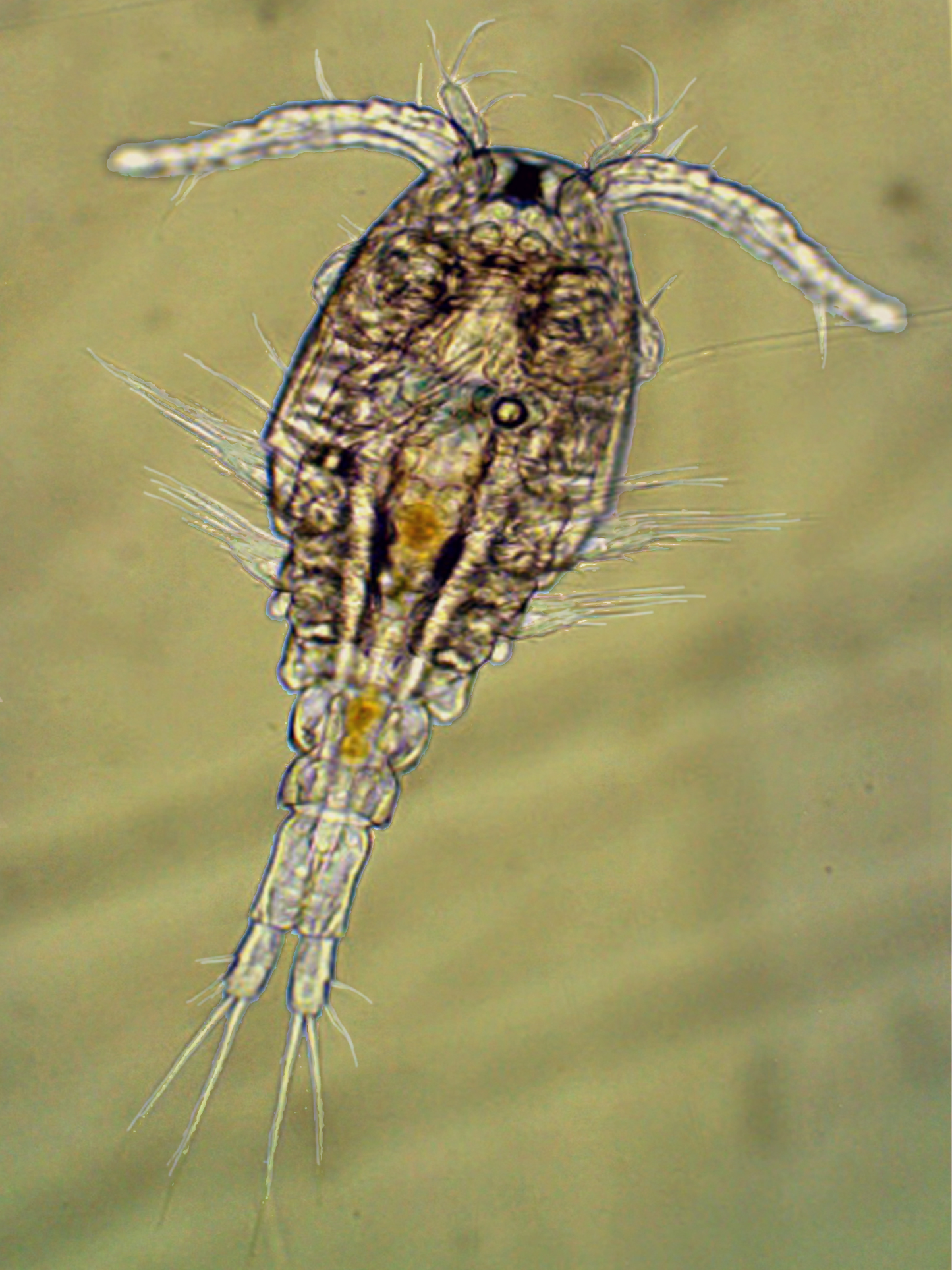 Pac-Pods copepods under microscope