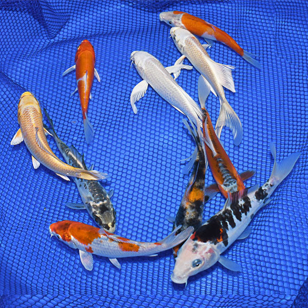 Koi - Premium 3-4"