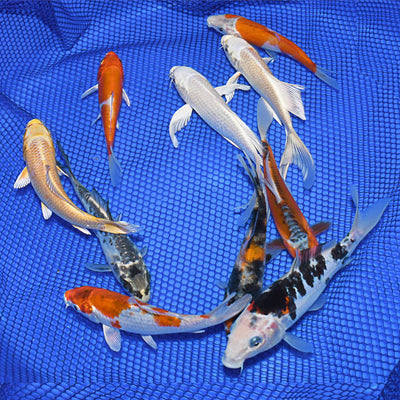 Koi - Premium 3-4"