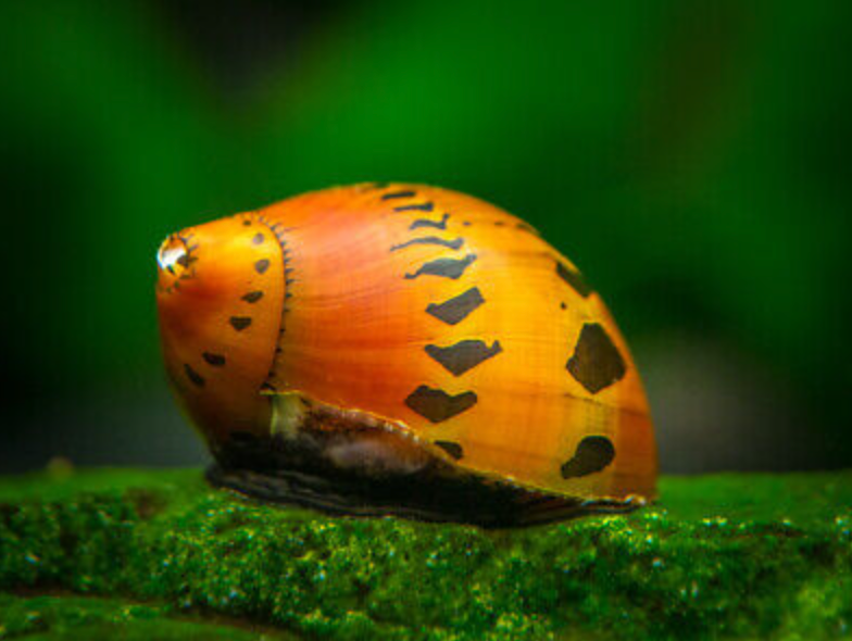 Racetrack Nerite Snail (Vittina sp.) with orange shell and black racetrack markings on mossy wood