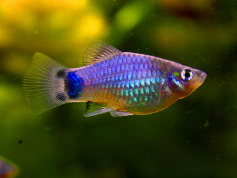 Mickey Mouse Platy (Xiphophorus maculatus) freshwater livebearer showing the Mickey Mouse spot at the tail base