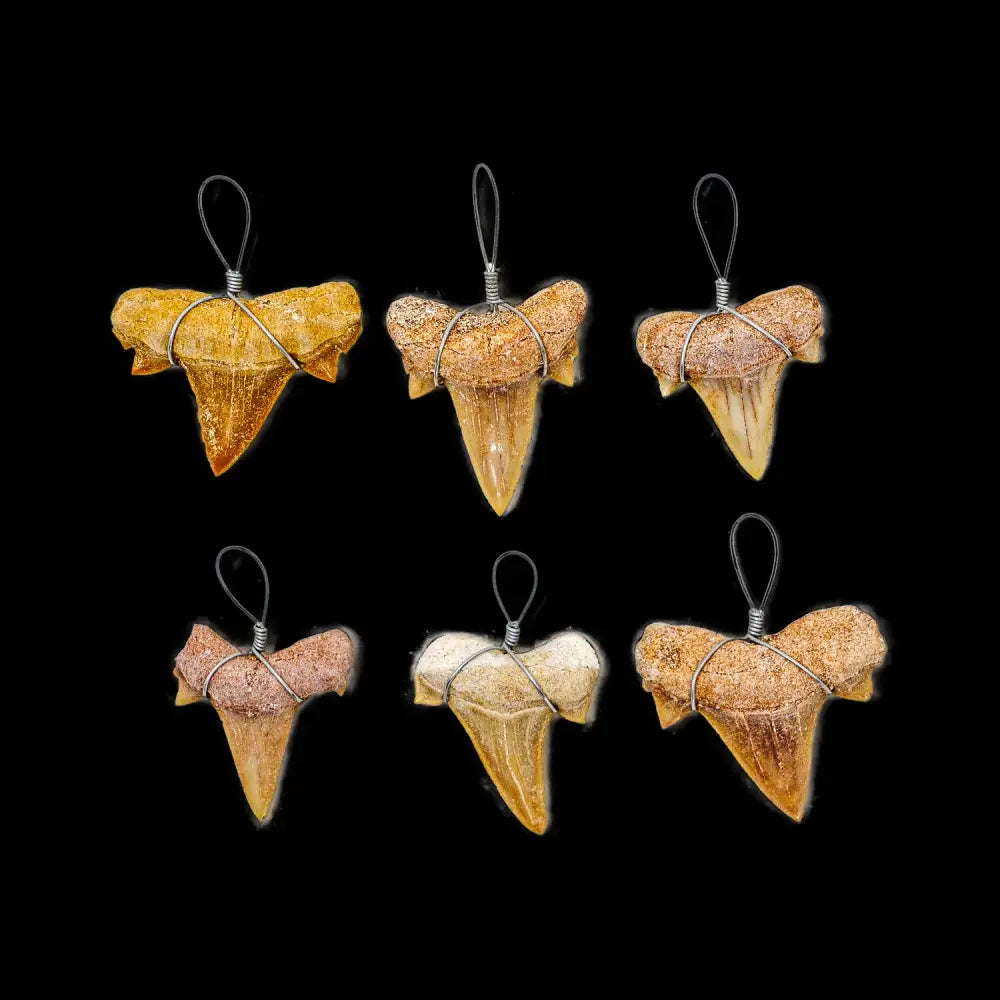 Fossil Shark Tooth Pendant, genuine wire-wrapped fossil shark teeth in assorted colors and sizes