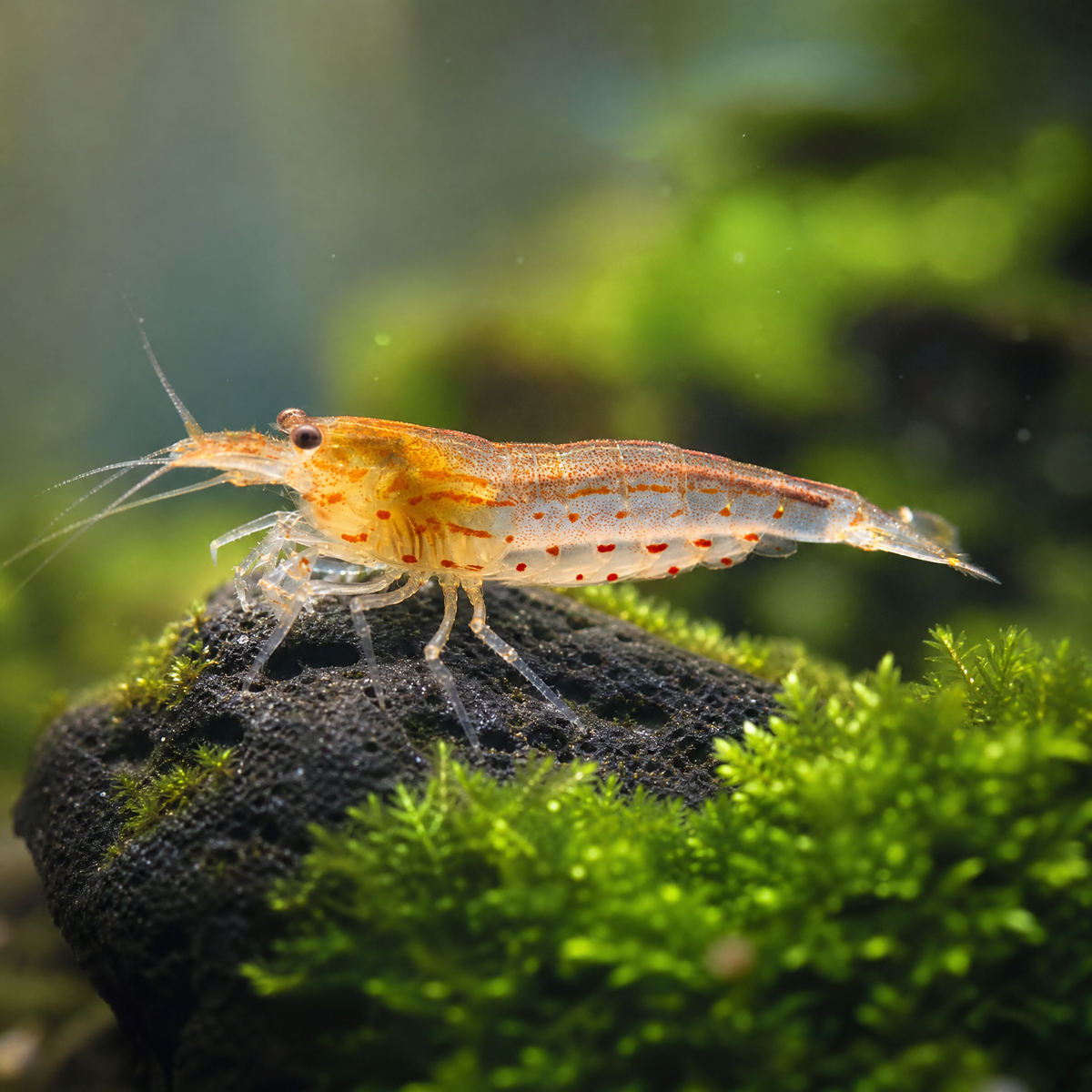 Sun Orange Amano Shrimp (Caridina multidentata)
