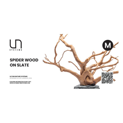 UNS Spider Wood on Slate, Medium (12-16 in), spider wood pre-anchored on a slate base