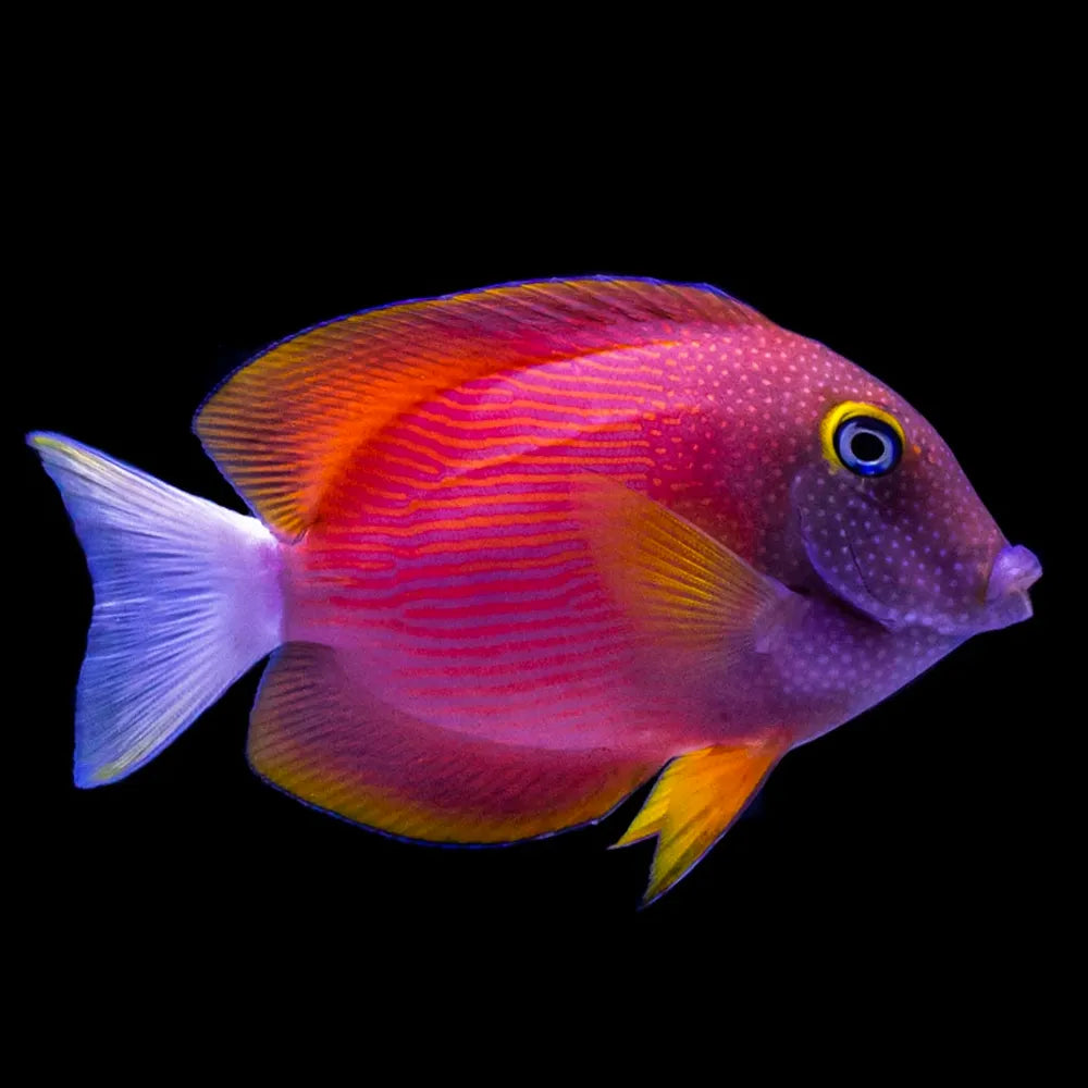 Tomini Tang (Ctenochaetus tominiensis) saltwater reef fish - magenta body, yellow eye-ring, white tail