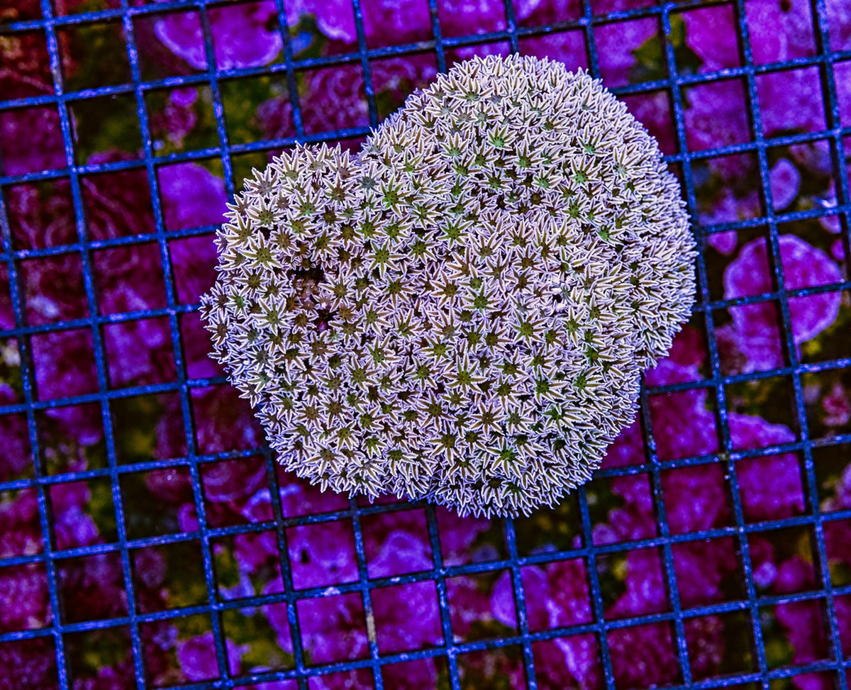 WYSIWYG photo of this exact pipe organ coral (Tubipora musica) colony, green-centered polyps with cream striped tentacles, specimen 67