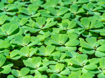 Water Lettuce (Pistia stratiotes) freshwater floating plant - dense surface mat of green velvety rosettes