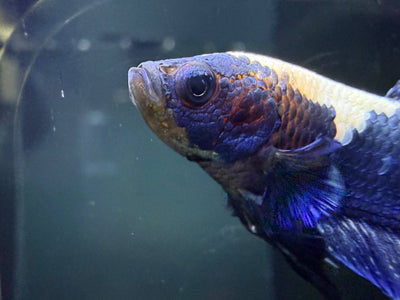 Your New Betta: A Take-Home Care Guide