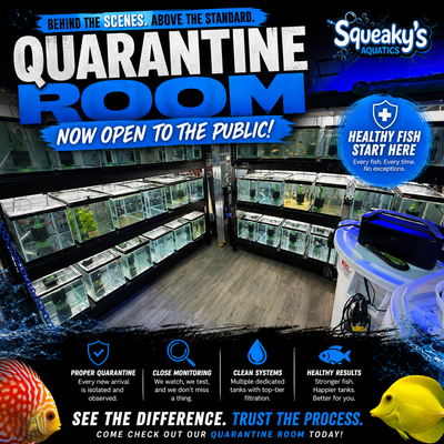 Behind the Scenes: Our Fish Quarantine Room
